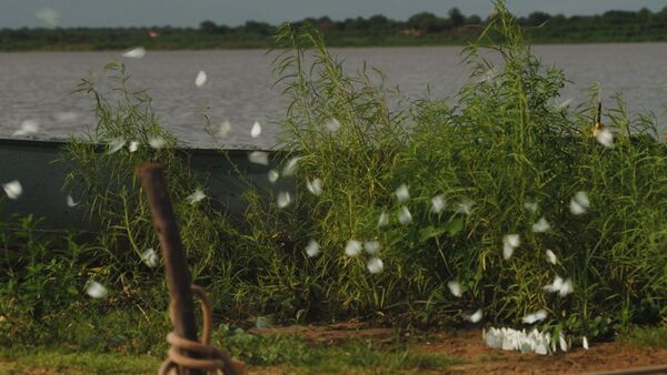 Invasión de mariposas blancas sorprende a Concepción