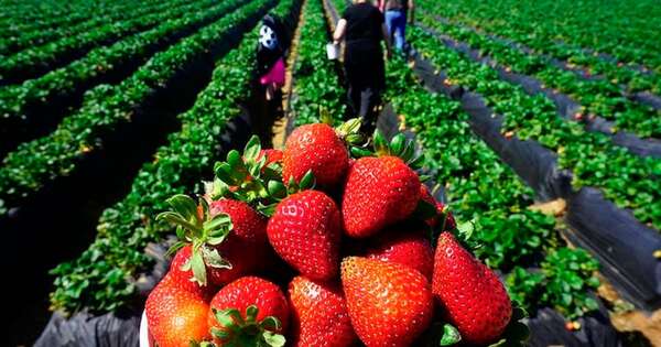 La Nación / Harán primer simposio de frutilla para promover su producción sostenible