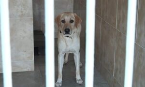 Senad presentó a canes antidrogas, “sumando olfatos contra el narcotráfico”