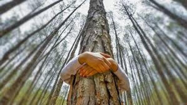 Abrazar un árbol: libera el estrés