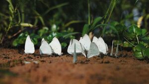 Invasión de mariposas blancas sorprende a Concepción