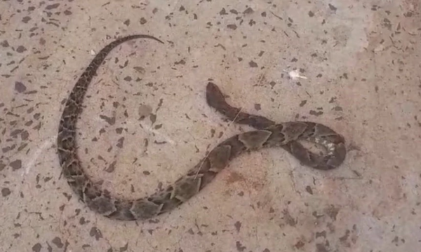 Hombre sufre mordedura de serpiente mientras descansaba en su cama