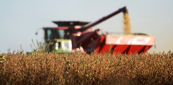 Soja: se mantiene pronóstico de cosecha en 10,5 millones de toneladas a nivel país | Agronegocios | 5Días