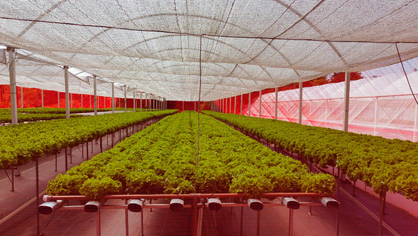 Granja Vy’araity: el innovador imperio de la lechuga hidropónica en Paraguay (80.000 unidades/mes)