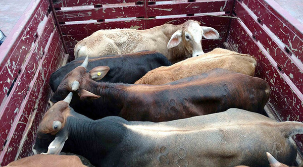 De 8.000 animales reportados por abigeato, solo 1.500 fueron confirmados como robados o faenados