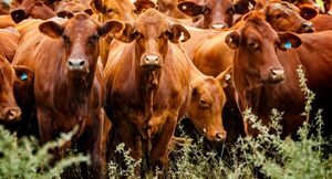 Tras 12 semanas, el Novillo Mercosur corrigió a la baja