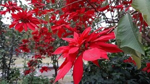 La Estrella Federal: Belleza y simbolismo de la Flor de Pascua