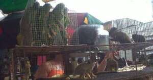 Diario HOY | Reglamentarán ordenanza que prohíbe venta de animales en mercados municipales