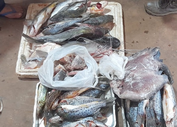 Veda Pesquera: Operativos del Mades logran decomisos de especies extraídas del Paraná - .::Agencia IP::.