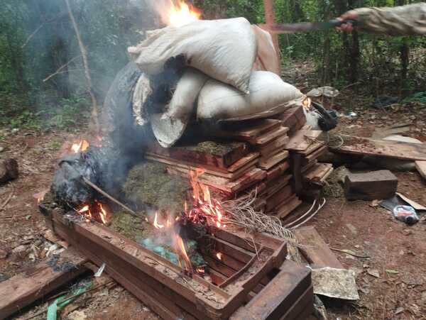 Detectan novedoso sistema de extracción de resina de marihuana en bases narcos de Canindeyú - 1000 Noticias
