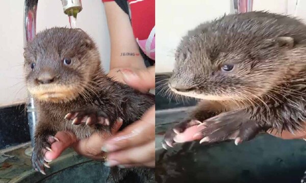 Rescataron a una nutria en Coronel Oviedo – Prensa 5