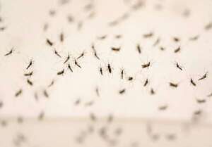 Muerte por dengue en periodo interepidémico: esta es la recomendación de Salud para Caacupé  - Nacionales - ABC Color