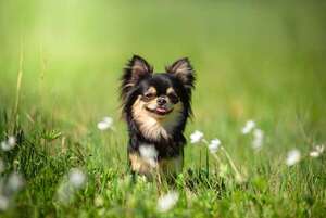 Perros más pequeños del mundo: cómo cuidarlos sin sobreprotegerlos - Mascotas - ABC Color