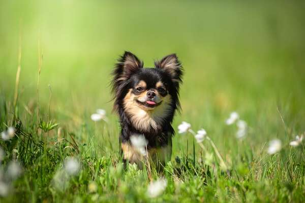 Perros más pequeños del mundo: cómo cuidarlos sin sobreprotegerlos - Mascotas - ABC Color
