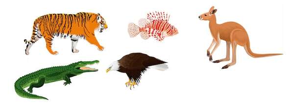 Animales según su forma de locomoción - Medio Natural y Salud Primer Ciclo - ABC Color