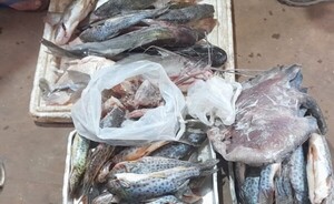 Veda Pesquera: incautan pescados en Hernandarias