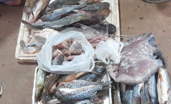 Veda Pesquera: incautan pescados en Hernandarias