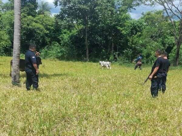 Tras denuncia, recuperan dos animales vacunos en Carapeguá - Policiales - ABC Color