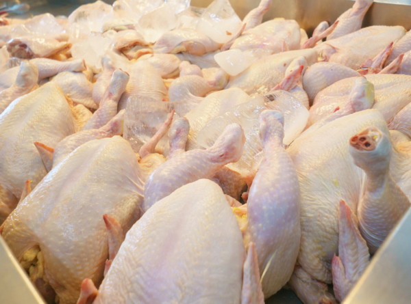 Exportaciones de carne aviar: ingresos crecen un 2% pese a menor envío en 2024