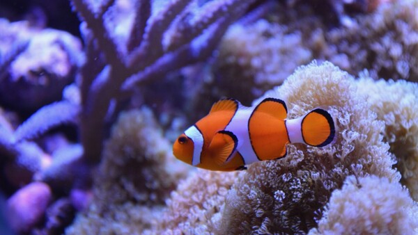 Estudio desvela que peces "eligen" su propio cumpleaños y deciden cuándo eclosionar