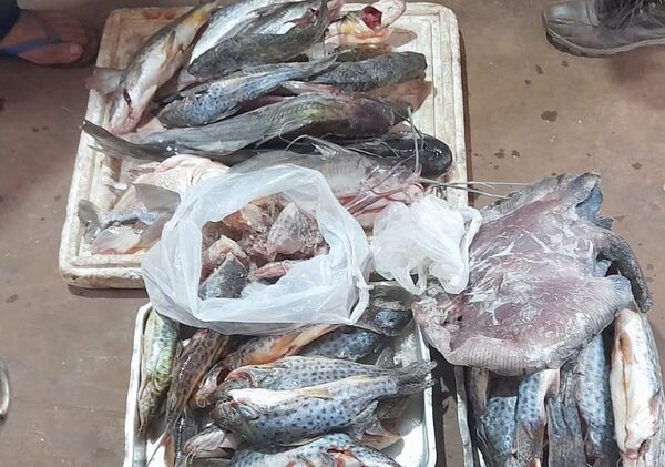 En operativo del Mades, decomisan especies extraídas del río Paraná, en Hernandarias – Diario TNPRESS
