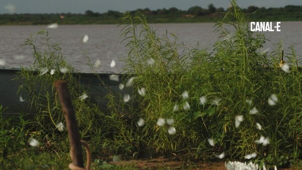 MASIVA MIGRACIÓN DE MARIPOSAS BLANCAS LLEGAN A ITAUGUÁ