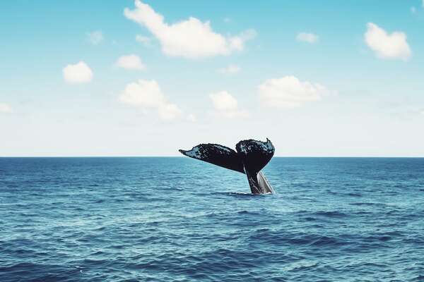 Islandia otorga permiso para cazar de ballenas - Ciencia - ABC Color