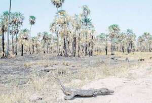 Peña promulga la creación de la comisión de lucha contra la Desertificación y la Sequía - Nacionales - ABC Color