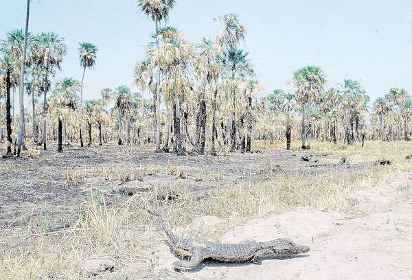 Peña promulga la creación de la comisión de lucha contra la Desertificación y la Sequía - Nacionales - ABC Color