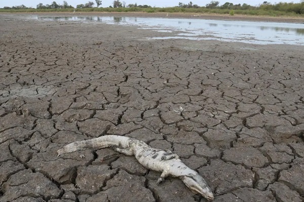 Peña crea comisión nacional contra desertificación y sequía