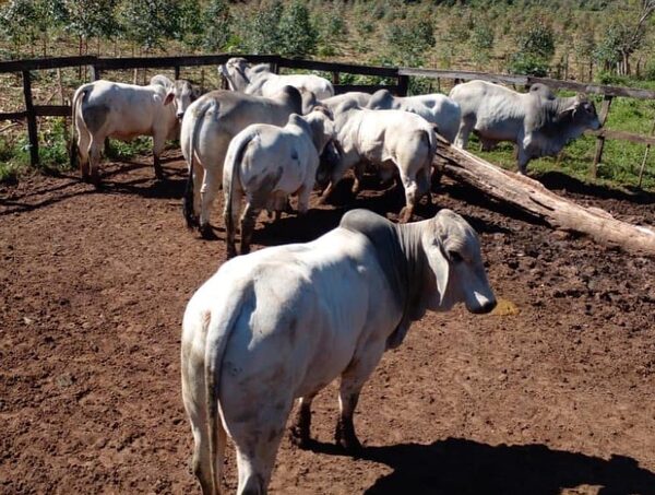 Precios de la carne: aumentos temporales no cubren costos de producción, según ARP · Radio Monumental 1080 AM