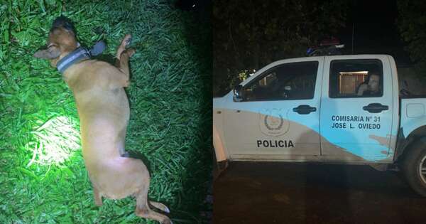 Diario HOY |  Delincuentes matan a un perro para robarse una moto