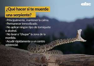Culebra ratonera mordió a un policía en Caacupé - Economía - ABC Color