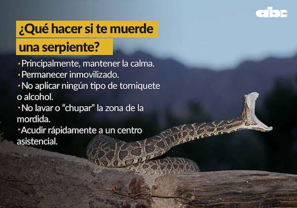 Culebra ratonera mordió a un policía en Caacupé - Economía - ABC Color