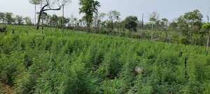 Desmantelan centro de producción y acopio de marihuana en Amambay - Policiales - ABC Color