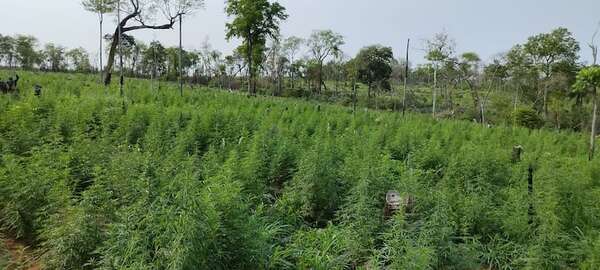 Desmantelan centro de producción y acopio de marihuana en Amambay - Policiales - ABC Color