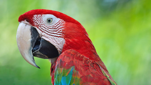 Rescatan guacamayo transportado de forma irregular