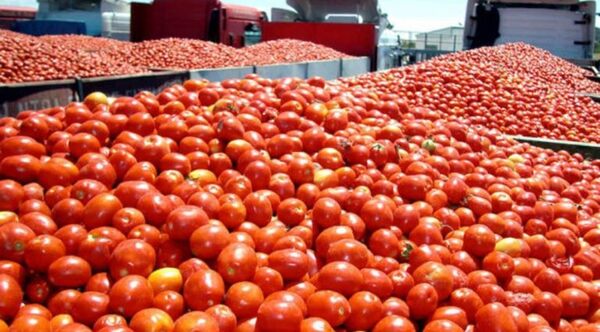 Tomateros denuncian falta de apoyo del Gobierno tras millonarias pérdidas | Locales | 5Días