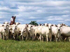 La OMSA ratificó a Paraguay como país de bajo riesgo en enfermedad de la “Vaca Loca” | Agronegocios | 5Días