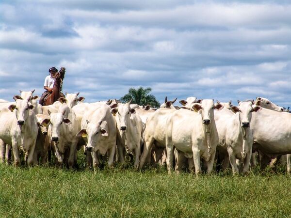 La OMSA ratificó a Paraguay como país de bajo riesgo en enfermedad de la “Vaca Loca” | Agronegocios | 5Días