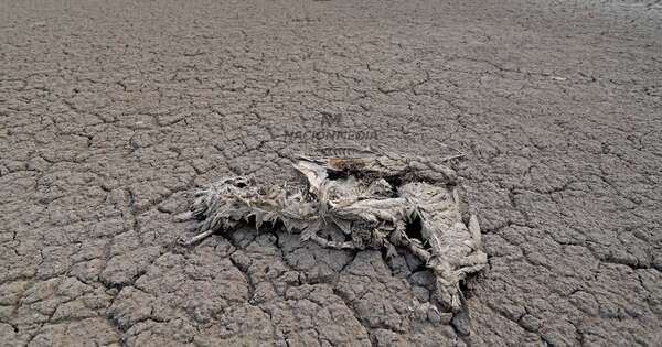 Diario HOY | Nueva comisión busca reducir el impacto de la sequía en la biodiversidad