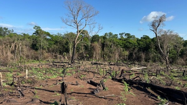 Senad destruye seis hectáreas de marihuana en Bella Vista Norte