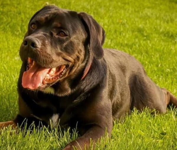 Ciudadano alemán, otra vez imputado por envenenar perros en San Bernardino - Policiales - ABC Color