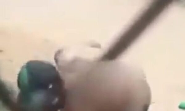 (VIDEO) Desesperado grito de arriero: “Soltá por favor mi huevo”