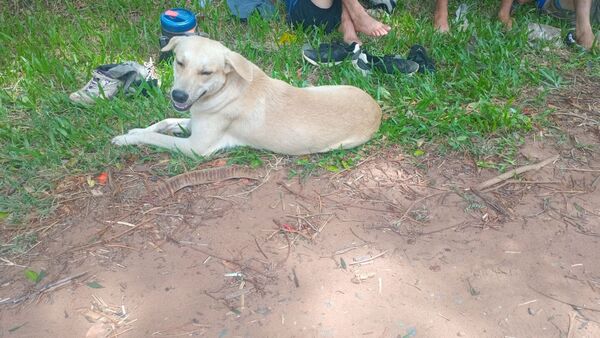 Perrito peregrinó de Sapucai a Caacupé buscando a su dueño