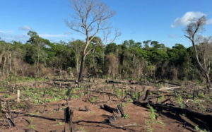 Destruyen seis hectáreas de marihuana en Bella Vista Norte