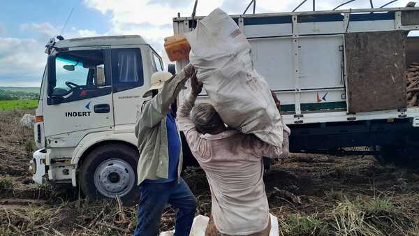 Importante aumento en el transporte de mandioca en colonias del Indert - .::Agencia IP::.