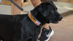 Detectores caninos: pueden encontrar sustancias ilegales, billetes y hasta rescatar personas