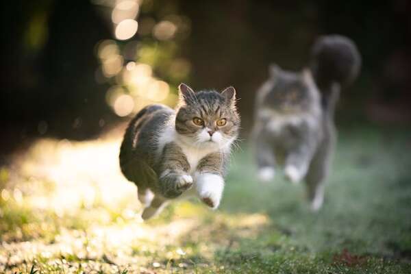 ¿Qué tan rápido puede correr un gato doméstico?: comparativa con otros felinos - Mascotas - ABC Color