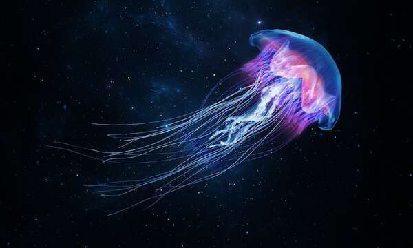 Animales que brillan en la oscuridad: la ciencia detrás de la bioluminiscencia - Ciencia - ABC Color